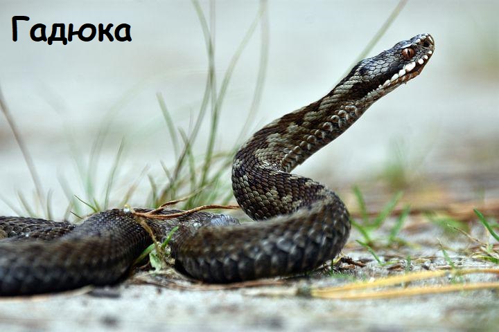 Гадюка Гадюка