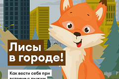 Памятка о правилах поведения при встрече с лисой