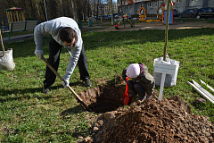 Зеленоградцы смогут проголосовать за озеленение своего двора