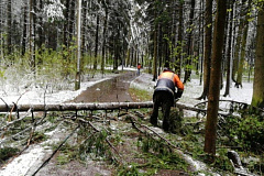 В результате майского снегопада в Зеленограде повалено почти 500 деревьев и повреждено 142 автомобиля